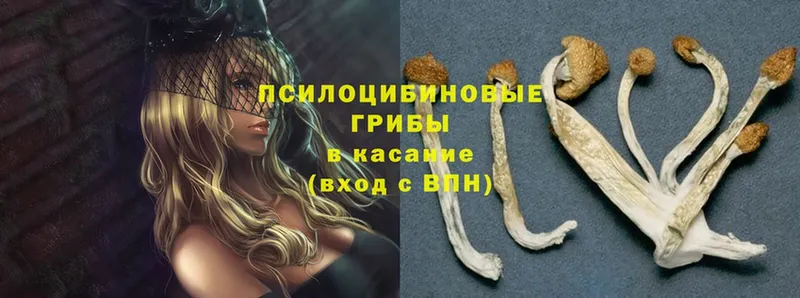 гидра как зайти  Сорск  Псилоцибиновые грибы MAGIC MUSHROOMS 